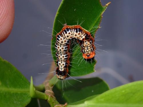 Réf. 304 290 : Asota ficus